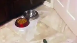Cat vs Cucumber