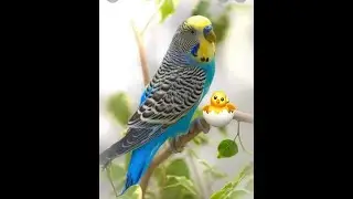 Budgie cute bird