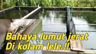 Bahaya  lumut pada kolam lele..!!