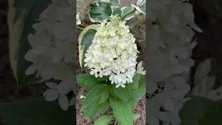 Гортензия метельчатая Меджикал Маттерхорн #СадДача