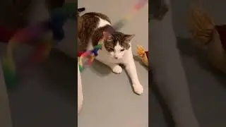 Video of adoptable pet named Cleveland