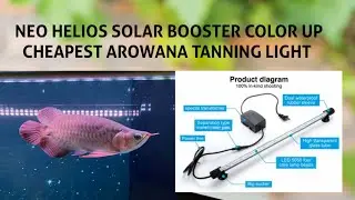 Neo Helios Solar Color Booster Low Cost Arowana Tanning Light @ Petzlifeworld