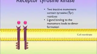 Introduction to Receptors - Different Types & Classifications