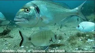 Doradas comiendo almejas / Gilt-head sea bream eating clams