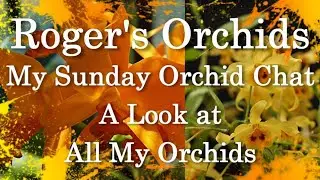 My Sunday Orchid Chat - A Look at All My Orchids