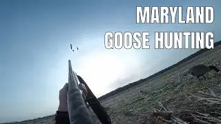 Corn Field Goose Hunt | Maryland Goose Hunting 2020