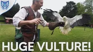 HUGE VULTURE! [VLOG #28]