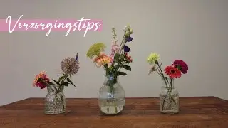 Hoe verzorg je je bloemen het best? 6 verzorgingstips