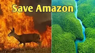 Amazon forest fire Hindi | Amazon rain forest fire | how amazon caught fire | can you feel Amazon