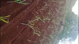 bcs power tiller ऊस भरणी