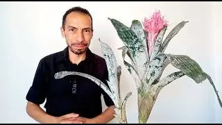 &iquest;DEBO CORTAR LA FLOR DE LA BROMELIA?