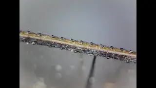 Leading Edge Serrations of a Dragonfly's Front Wing - High-Resolution Microscope Opti-Tekscope OT-HD
