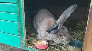 Кролики Фландр | Бюджетное содержание кроликов