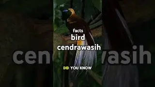 do you know about? birds of cendrawasih #facts #animals #unique #birds #shorts