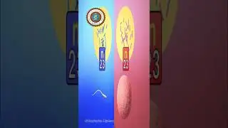 Haploid vs Diploid Cells