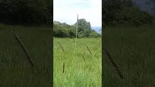 Pasto Setaria Org&aacute;nico 2 Meses | Organic Setaria Grass 2 Months &ndash; Ganader&iacute;a Regenerativa Colombia.