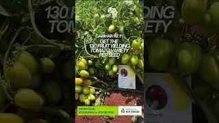 Meet the game-changer: Gamhar RZ F1 &ndash; a mighty tomato hybrid that stands tall. #smartfarming #tomato