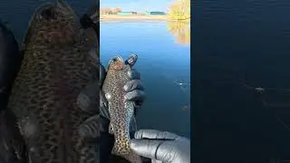 The Chunkiest Little Trout #wanderingidahoan #fishing #trout