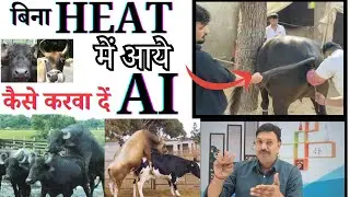 बिना HEAT में आये कैसे करवा दें  AI  👉🏻 Gay Bhains ki Ai Kab Karaye