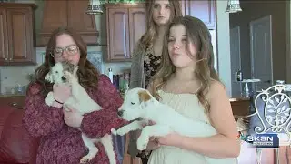 Peabody is home to some of the best dog breeders in the country