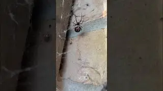 Black Widow spiders in the UK!?