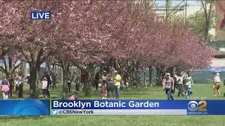 Cherry Blossom Festival At Brooklyn Botanic Gardens