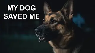 My Dog Froze Mid-Walk &mdash; What He Was Sensing Still Haunts Me