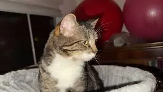 My Chewy cat food bill was $300, it&rsquo;s time to monetize the cat