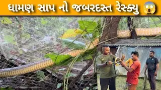 જાળી (નેટ) માં ફસાયેલા Indian Rat Snake નો જબરદસ્ત રેસ્કયુ 😱જુઓ સંપુર્ણ વીડિયો || #sachinsnakesaver