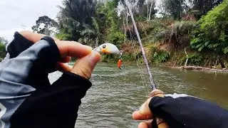 Casting Hampala mahseer, Pakai Lure Micro ini saja..!!!