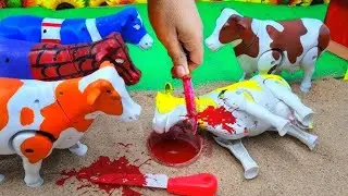 Wadidau Proses Potong Sapi Kurban, simulasi potong sapi qurban idul Adha