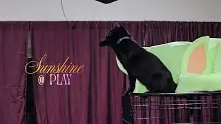 Video of adoptable pet named Sunshine
