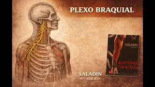 Plexo Braquial: organizaci&oacute;n, nervios y funci&oacute;n | Saladin