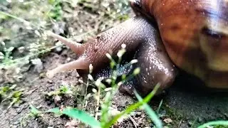 BEKICOT LUCU BERJALAN SANTAI 