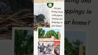 Swift and Secure Pigeon Nets Installation Services in Hyderabad #fastsafetynets #pigeonnets