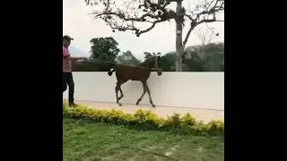 The next Secretariat! #kentuckyderby #horselover #horsepower