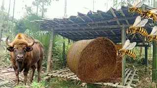 Mountain Life: Building a Hay Shelter Interrupted by Wild Bees