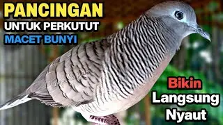 Perkutut Lokal Gacor Suara Besar Pancingan Burung Perkutut Bikin Langsung Nyaut