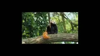 TOP 3 cutest ANIMALS in the world #cute #animals #cutest #redpanda #babyotter #top3 #foryou #baby