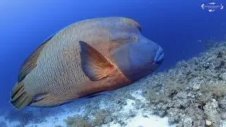 4K Scuba Diving in Sharm El Sheikh - July 2021