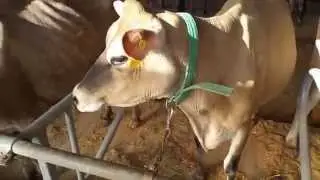 Jersey Cows - Fraley's Sale - Muncy, PA - Cattle Auction