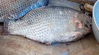 🔴 LIVE AR Fish Cutting  is Live Now | Fresh Fish Cutting 🔥#shorts