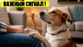 ⚠️ Почему Собака КЛАДЕТ Лапу На Вас НА САМОМ ДЕЛЕ?