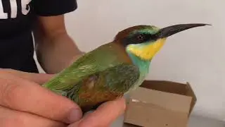 European Bee-eater is the first victim of the 2017 autumn hunting season