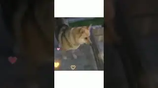 A dog watches the manufacture of a gravel crate (Собака наблюдает за изготовлением ящика для гравия)