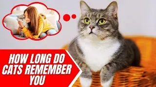 How Long Do Cats Remember Their Owners?