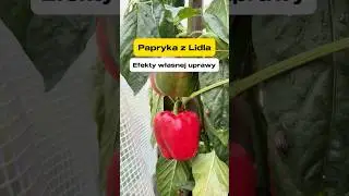 Papryka z Lidla. Efekty własnej uprawy 🌿