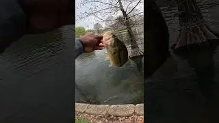 Got both Bass off this bed in a matter of seconds!