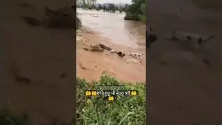 Cows in flood 😩🙏 #flood #flood2023 #flooding #punjabflood #rain #river #overflow #punjablatestvideo
