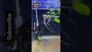#memes #funny #comedy #explosion #duet #duet #duet #aquariumlife #fishkeepinghobby #fish #fishtank